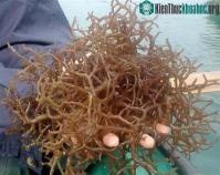 Ảnh Việt Nam sản xuất thành công thực phẩm từ rong sụn