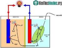 Ảnh Sản xuất tế bào nhiên liệu năng lượng cao từ bò