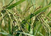 Ảnh Tạo giống lúa thơm phát triển tốt trên đất nhiễm phèn
