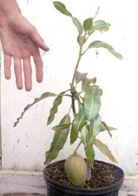 Ảnh Phương pháp nhân giống xoài bằng hạt