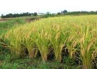 Ảnh Nhật: Tạo giống lúa giàu chất sắt và đạt năng suất cao