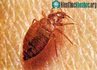 Ảnh Thế giới kỳ lạ của những sâu bọ tí hon