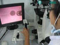 Ảnh Tạo phôi bò từ tiêm tinh trùng vào trứng