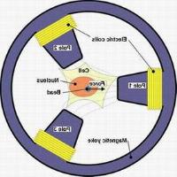 Ảnh “Nhíp” từ tính làm sáng tỏ tính chất cơ học của tế bào