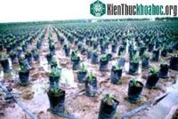 Ảnh Dầu cọ – nhiên liệu tương lai hay thảm họa sinh thái?