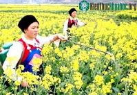 Ảnh Trung Quốc đẩy mạnh phát triển diesel sinh học từ cây cải dầu