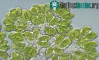 Ảnh Ứng viên hàng đầu của nhiên liệu sinh học