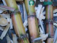 Ảnh Phương pháp kỹ thuật sinh học có thể giúp cung cấp nguyên liệu trong tương lai