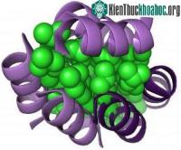 Ảnh Thiên nhiên lựa chọn gì khi tạo ra protein?