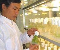 Ảnh 200 giống cây trồng nhân tạo 'made in Vietnam'