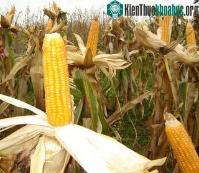 Ảnh Chúng ta đang ăn thực phẩm biến đổi gene mà không biết