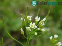 Ảnh Lần đầu tiên giải mã gene cây thân gỗ