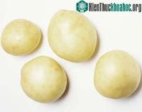 Ảnh Anh sẽ sản xuất khoai tây biến đổi gen cho năm 2015?