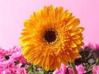 Ảnh Nhân giống hoa đồng tiền bằng phương pháp vô tính