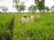 Ảnh "Việt lai 24" - lúa "thương hiệu Việt"