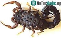 Ảnh Bọ cạp có hai loại nọc độc?