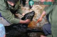 Ảnh Trung Quốc nhân bản bê kháng bệnh bò điên