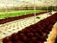 Ảnh Việt Nam sản xuất thành công hạt giống nhân tạo