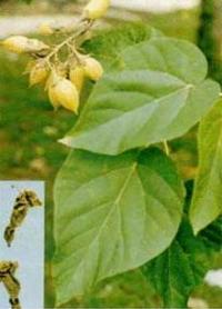 Ảnh Cây pháo đồng - Paulownia fortunei (seem) Hemst