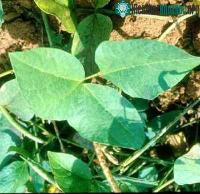 Ảnh Công nghệ nano: Sử dụng virút làm vật liệu