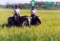 Ảnh Đột biến gien tạo nên mùi thơm của gạo hương lài