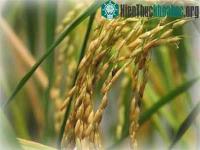 Ảnh Lai tạo thành công giống lúa từ công nghệ gen