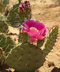 Ảnh Nhân giống cây xương rồng Nopal