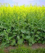 Ảnh Cây chuyển gien - một thập kỷ thua và thắng