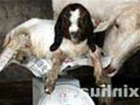 Ảnh Con dê Boer đầu tiên được sinh sản vô tính