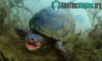 Ảnh Tìm thấy hóa thạch rùa mũi lợn 76 triệu năm