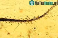 Ảnh Hóa thạch thực vật ăn thịt 40 triệu năm tuổi