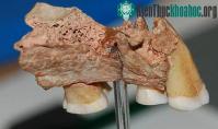 Ảnh Người hiện đại xuất hiện từ khi nào?