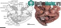 Ảnh Cá ăn thịt 375 triệu năm trước
