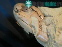 Ảnh Australia: Phát hiện hóa thạch một loài cá có niên đại 380 triệu năm