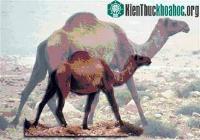 Ảnh Lạc đà cổ đại to như con voi