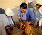 Ảnh Chuyện lạ xung quanh một khu mộ cổ