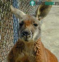 Ảnh Tìm thấy bằng chứng 'kangaru sát thủ'