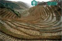 Ảnh Văn hóa trồng trọt: Có cách đây 100.000 năm