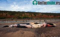 Ảnh Xác cá voi khổng lồ dạt vào bờ, người dân lo sợ cú nổ nội tạng kinh hoàng