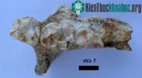 Ảnh Loài vượn cáo tuyệt chủng được phát hiện tại Madagascar