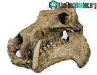 Ảnh Kích thước não của người lùn Hobbit có thể được giải thích bởi cuộc sống trên đảo của loài hà mã