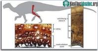 Ảnh Khủng long giao phối trước tuổi trưởng thành