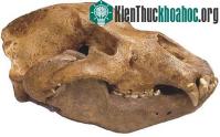 Ảnh Phát hiện mới về một loài động vật ăn thịt thời đồ đá