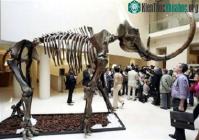 Ảnh Paris: Đấu giá bộ xương ma mút 15.000 năm tuổi