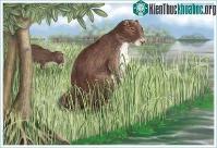 Ảnh Chuột nặng gần...700kg