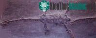 Ảnh Phát hiện một loài thằn lằn đầu rắn sơ sinh cổ