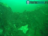 Ảnh Dạng sống kỳ lạ tại Great Lakes