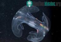 Ảnh Hàng trăm loài mới phát hiện tại rặng san hô ở Australia (Phần I)