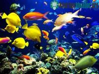 Ảnh Hàng nghìn sinh vật mới xuất hiện dưới đáy biển Caribe
