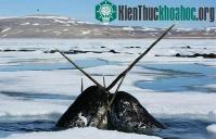Ảnh Giải mã bí ẩn chiếc ngà kỳ dị của kỳ lân biển